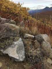 Artemisia hyperborea