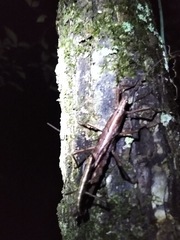 Anisomorpha buprestoides