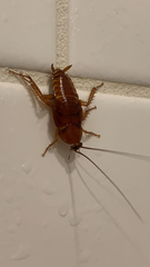 Periplaneta americana