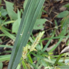 Cyperus albostriatus