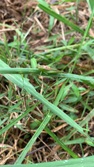 Conocephalus fasciatus
