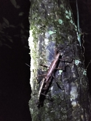 Anisomorpha buprestoides