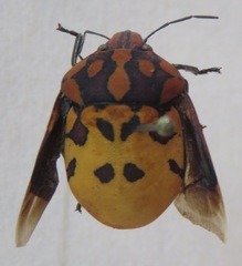 Pachycoris