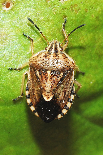 Trichopepla