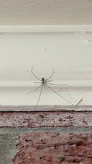 Pholcus phalangioides