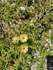 Cleretum bellidiforme