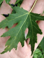 Acer saccharinum