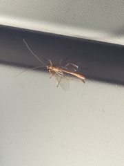 Enicospilus americanus-complex