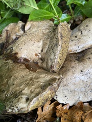 Caloboletus radicans