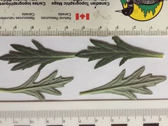 Artemisia tilesii