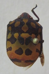 Pachycoris