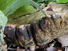Caloboletus radicans