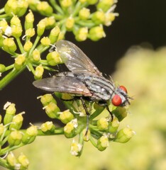 Oestroidea