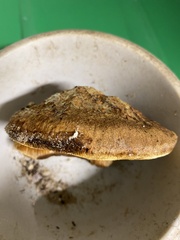 Inonotus hispidus