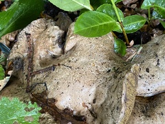 Caloboletus radicans