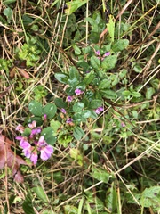 Lespedeza violacea