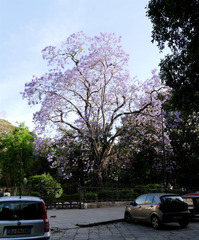 Jacaranda mimosifolia
