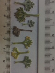 Artemisia hyperborea