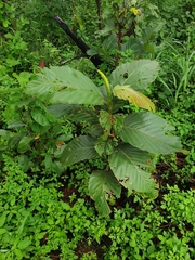 Dipterocarpaceae