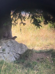 Marmota