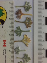 Artemisia hyperborea