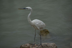 Ardea herodias occidentalis