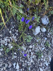 Campanula cespitosa