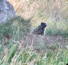 Marmota