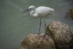 Ardea herodias occidentalis