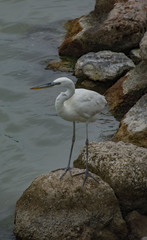 Ardea herodias occidentalis