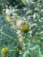 Bidens vulgata