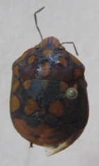 Pachycoris