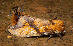 Dudusa sphingiformis