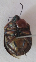 Pachycoris