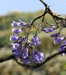 Jacaranda mimosifolia