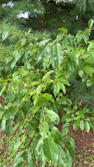 Prunus serotina