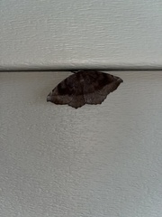 Eutrapela clemataria