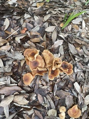 Desarmillaria caespitosa