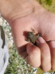 Rana boylii