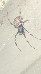 Nephilengys malabarensis