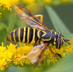 Spilomyia longicornis