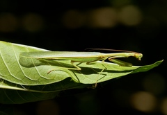 Parastagmatoptera