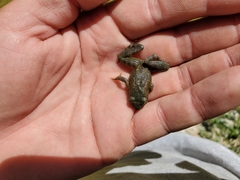 Rana boylii