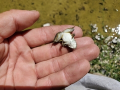 Rana boylii