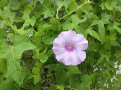 Ipomoea cordatotriloba