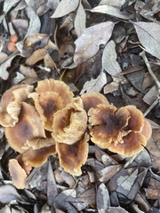 Desarmillaria caespitosa