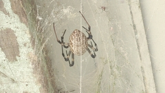 Nephilengys malabarensis