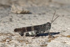 Oedipoda germanica