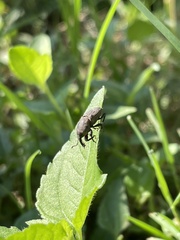Sphenophorus coesifrons