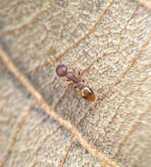 Temnothorax schaumii